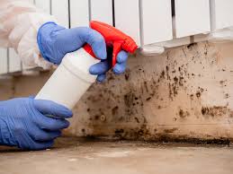 Best Basement Mold Removal in Connellsville, PA